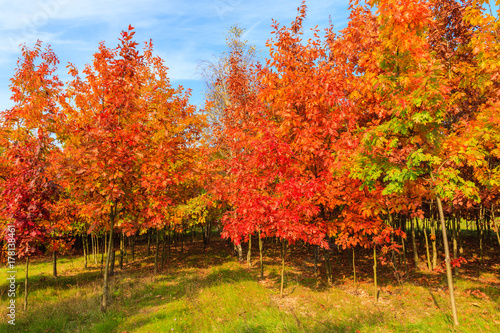Oak trees with red color leaves in autumn season  Poland