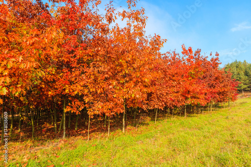 Oak trees with red color leaves on green meadow in autumn season, Poland © pkazmierczak