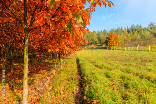 Oak trees with red color leaves on green meadow in autumn season  Poland