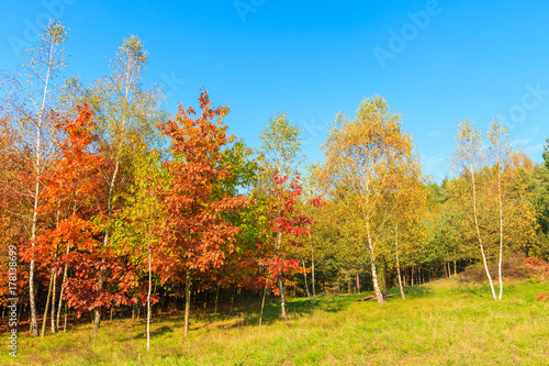 Oak trees with red color leaves on green meadow in autumn season, Poland