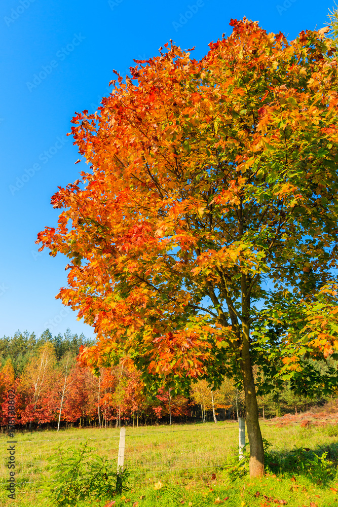 Trees with yellow and red color leaves on green meadow in autumn season, Poland Trees with yellow and red color leaves on green meadow in autumn season, Poland