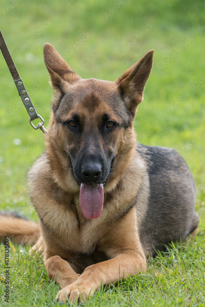 German shepherd German shepherd