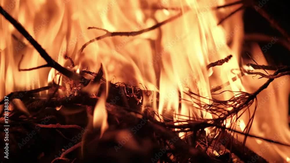 Close-up. Bonfire in the woods. It burning pine needles.