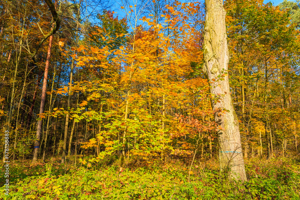 Obraz premium Trees with yellow color leaves in forest during autumn season, Poland