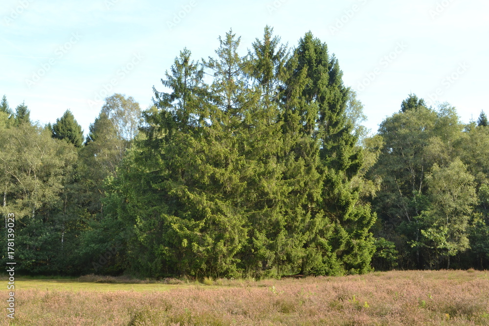 sparren bij een heideveldje in de Kruisbergse bossen in de Achterhoek sparren bij een heideveldje in de Kruisbergse bossen in de Achterhoek
