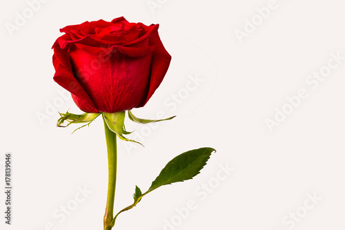 Fototapeta Naklejka Na Ścianę i Meble -  red rose bud on white background