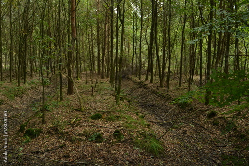 oude vorm van bosbouw op rabatten in de Kruisbergse bossen