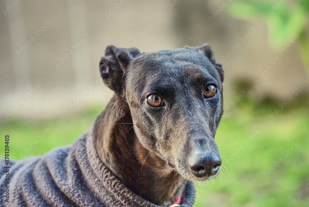 Portrait of a beautiful black greyhound outdoor