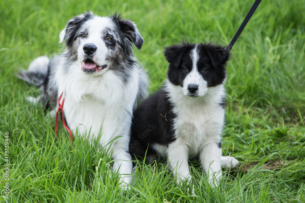 border collie