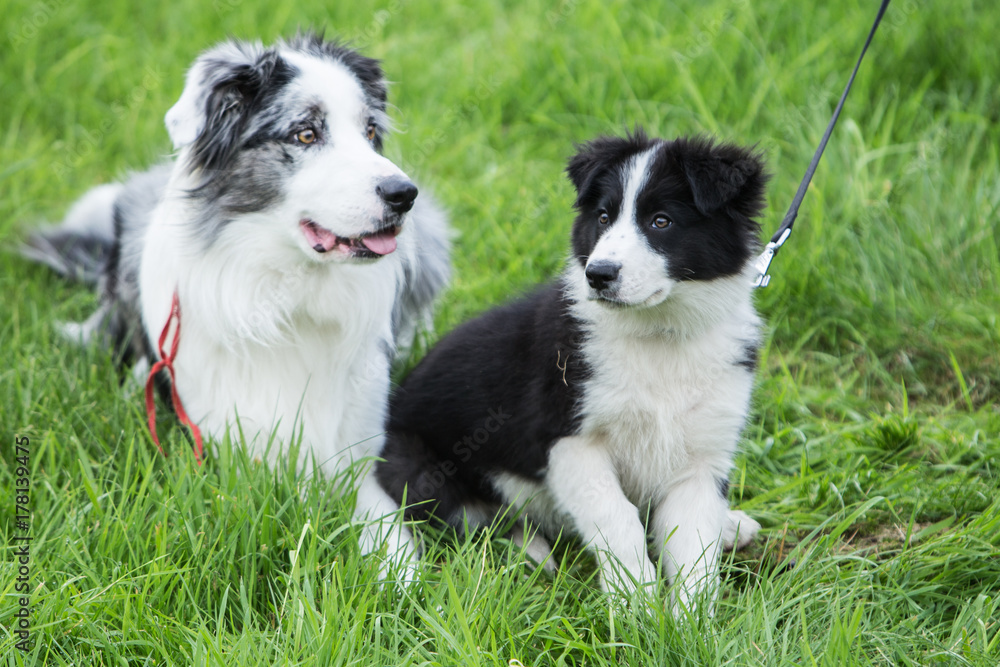 Fototapeta premium border collie
