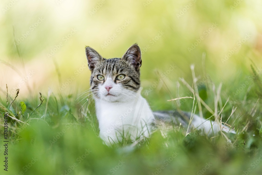 cat portrait background