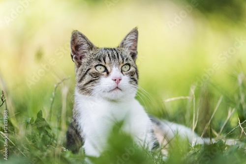 Fototapeta Naklejka Na Ścianę i Meble -  cat portrait background