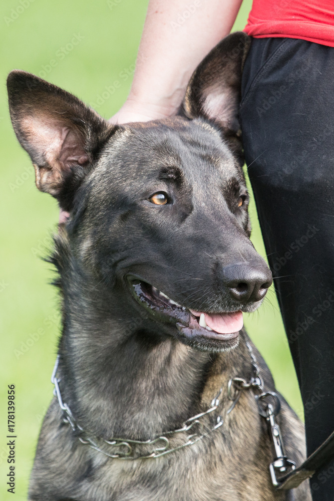 Naklejka premium tervuren