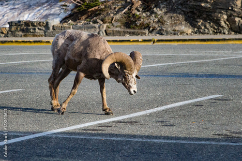 Bighorn sheep in a parking lot