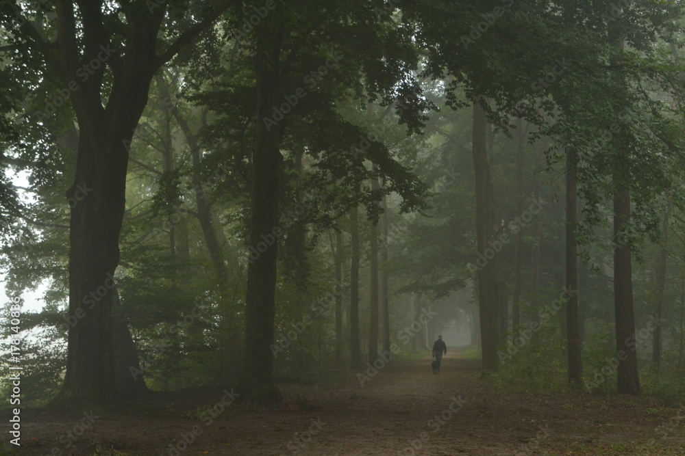 wandelaar met hond in beukenlaan van de Kruisbergse bossen in de Achterhoek op en mistige dag 