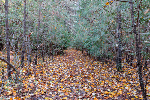 Photography Yosemite National Park Falls Colors - 2