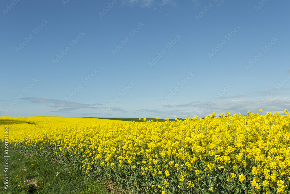 Beautiful yellow flowering rape field in Normandy, France. Count