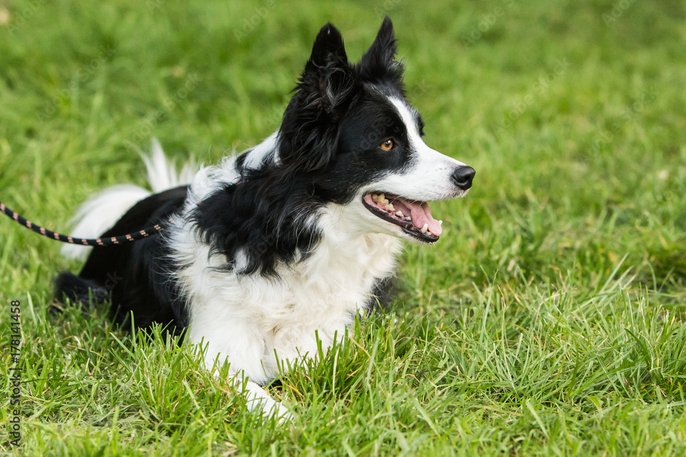 border collie border collie