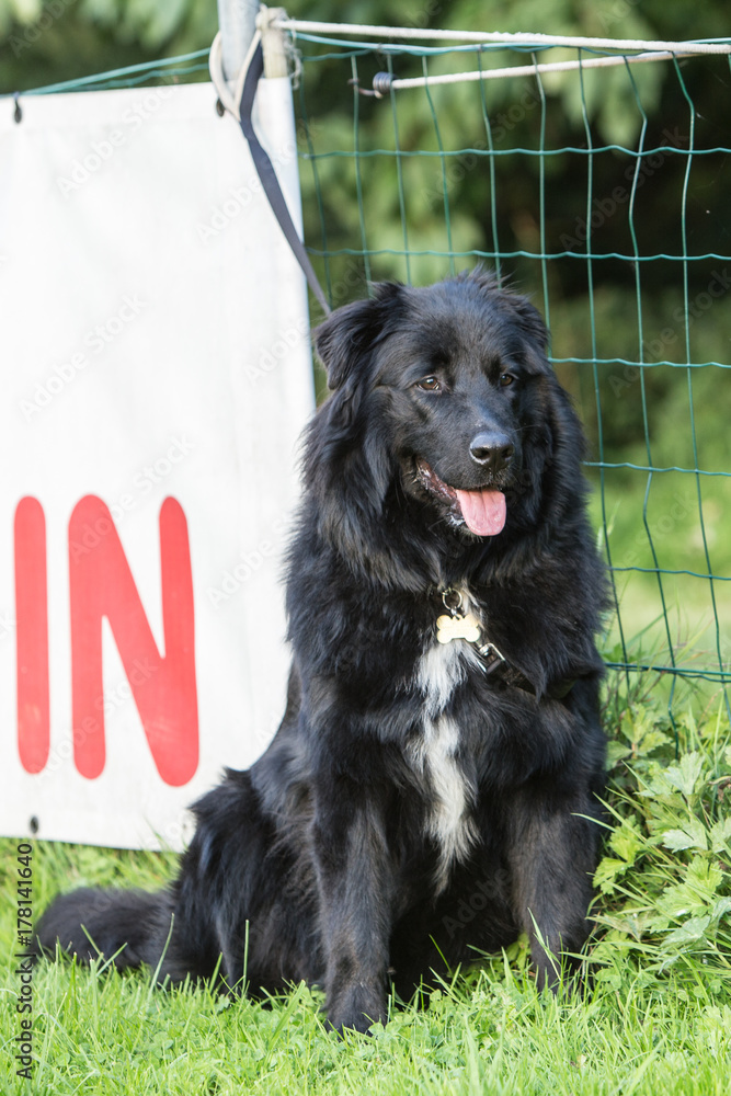 border collie border collie