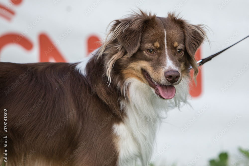Fototapeta premium sheltie