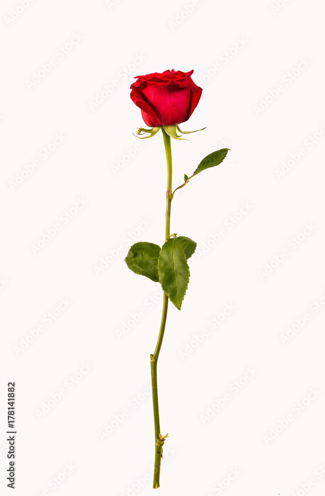red rose stands upright on a white background red rose stands upright on a white background