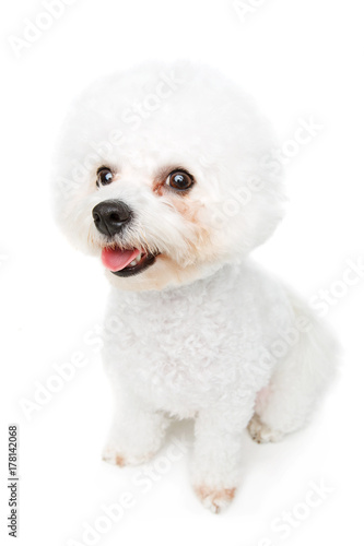 beautiful bichon frisee dog
