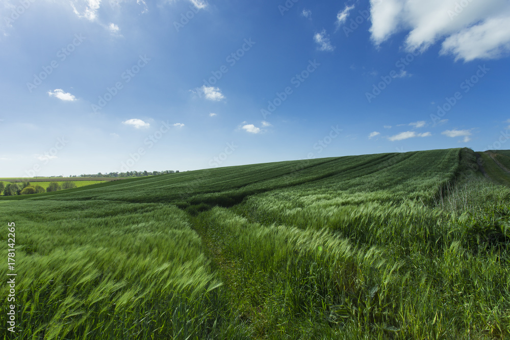 Green wheat field on a sunny day.  Countryside landscape, agricu