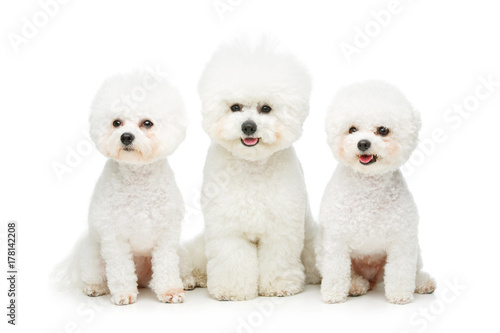 Photo beautiful bichon frisee dogs