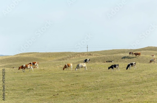 cow on pasture landscape