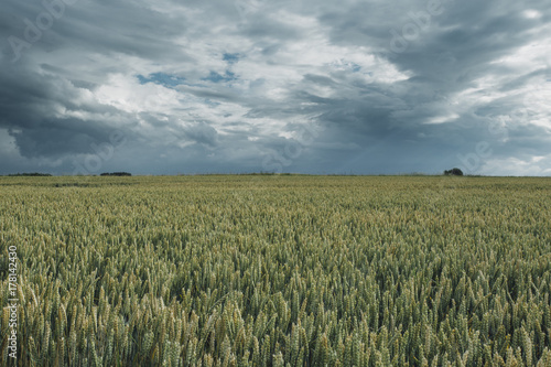 Green wheat fields on a cloudy day. Picturesque dramatic sky. Countryside landscape, agricultural fields, meadows and farmlands in summer. Environment friendly farming, industrial agriculture concept.
