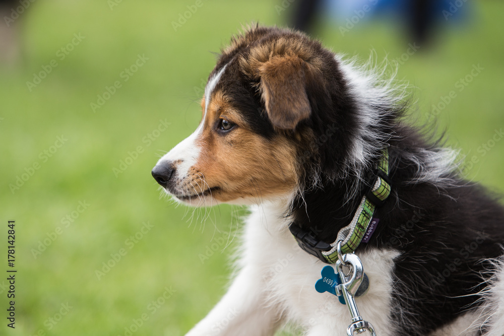 border collie border collie