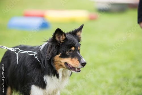 border collie