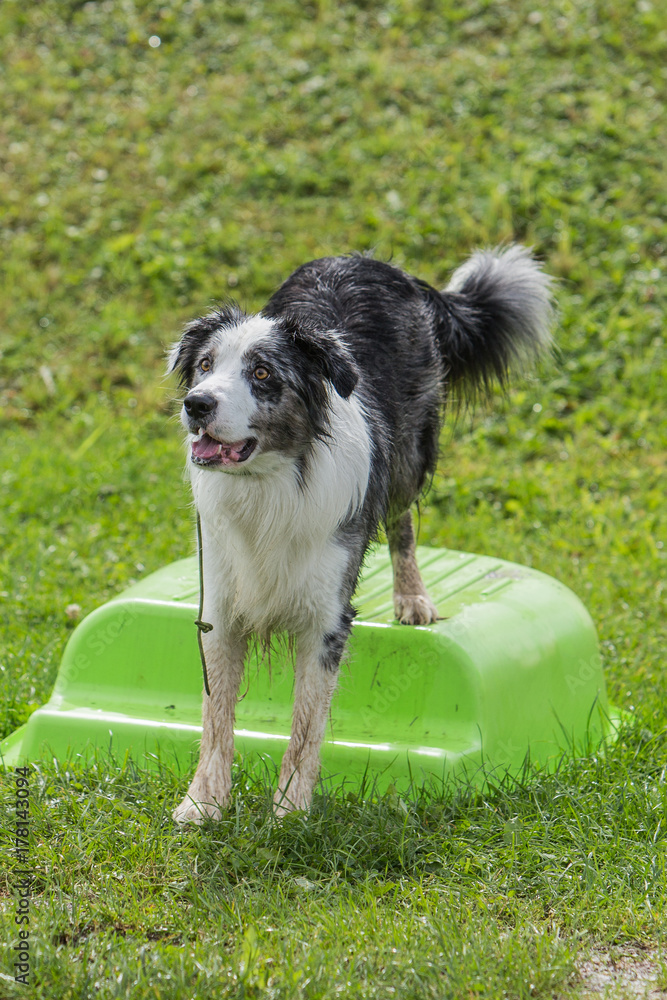 border collie border collie