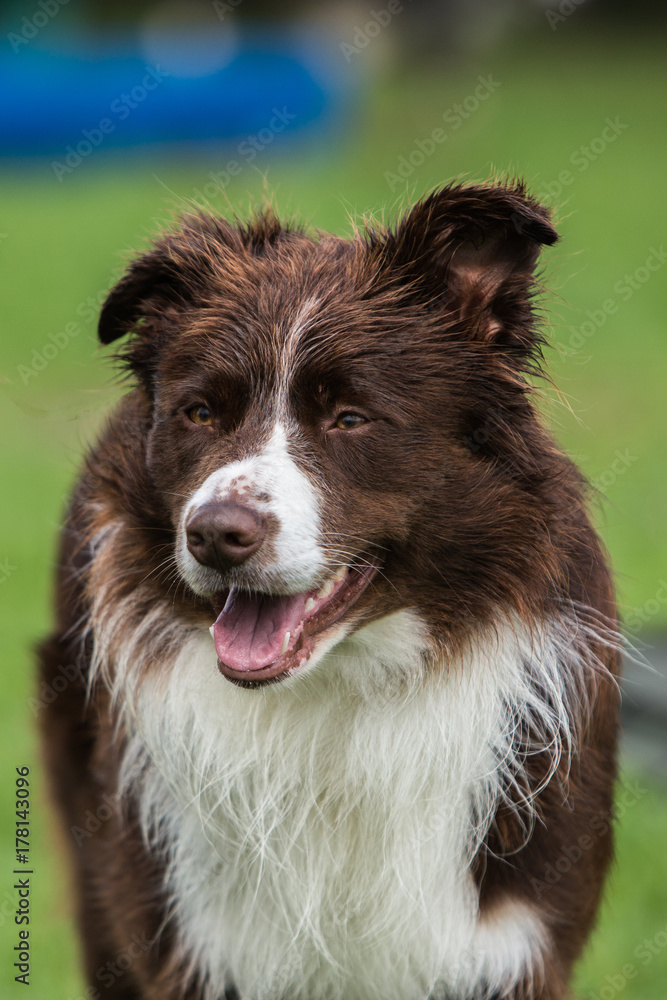border collie border collie