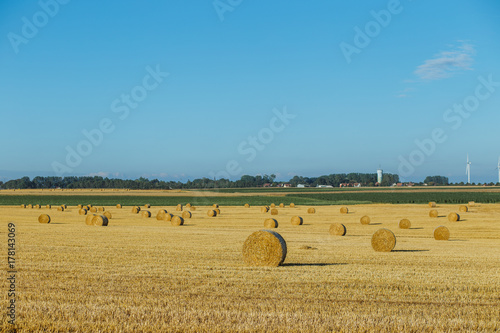 Yellow wheat field with straw bales after harvesting on a sunny 