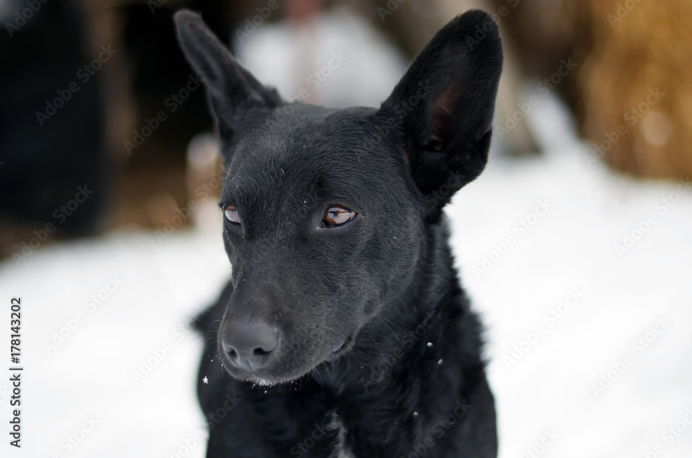 dog portrait