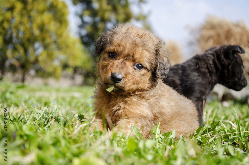 Fototapeta premium dog portrait