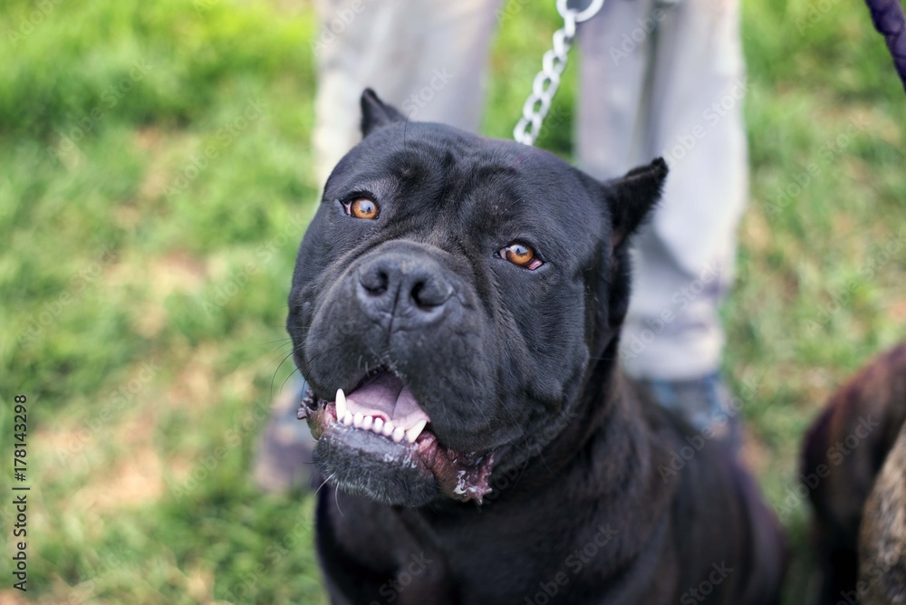 cane corso dog portrait cane corso dog portrait
