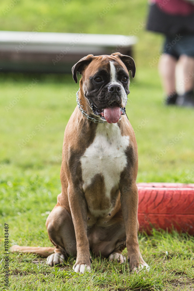 boxer boxer