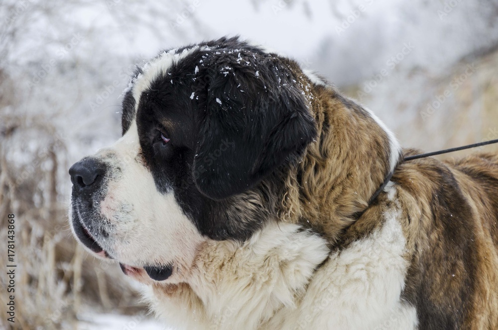 saint bernard dog on snow