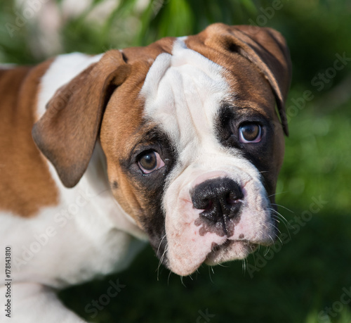 American Bulldog puppy on nature © zanna_