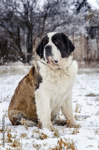 Fototapeta Naklejka Na Ścianę i Meble -  saint bernard dog on snow