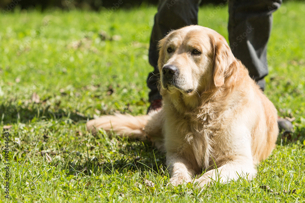 golden retrievers golden retrievers