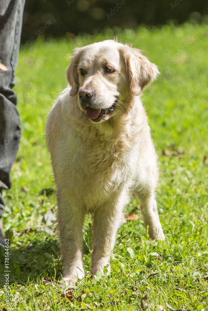 golden retrievers golden retrievers