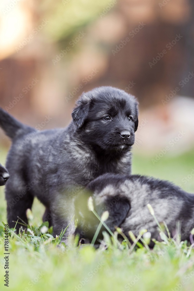 black dog . collie puppy black dog . collie puppy
