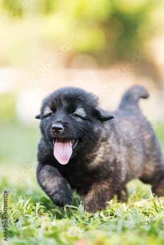 black dog . collie puppy © Djordje
