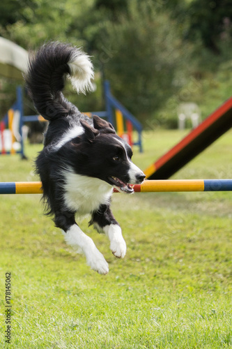 Border collie