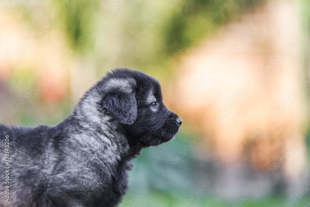 black dog . collie puppy