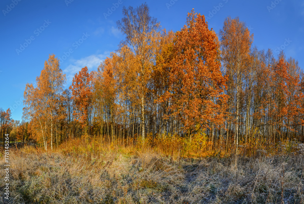 Golden autumn Golden autumn