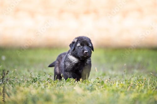 black dog . collie puppy